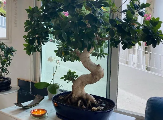 Ariana Marine du Miomo